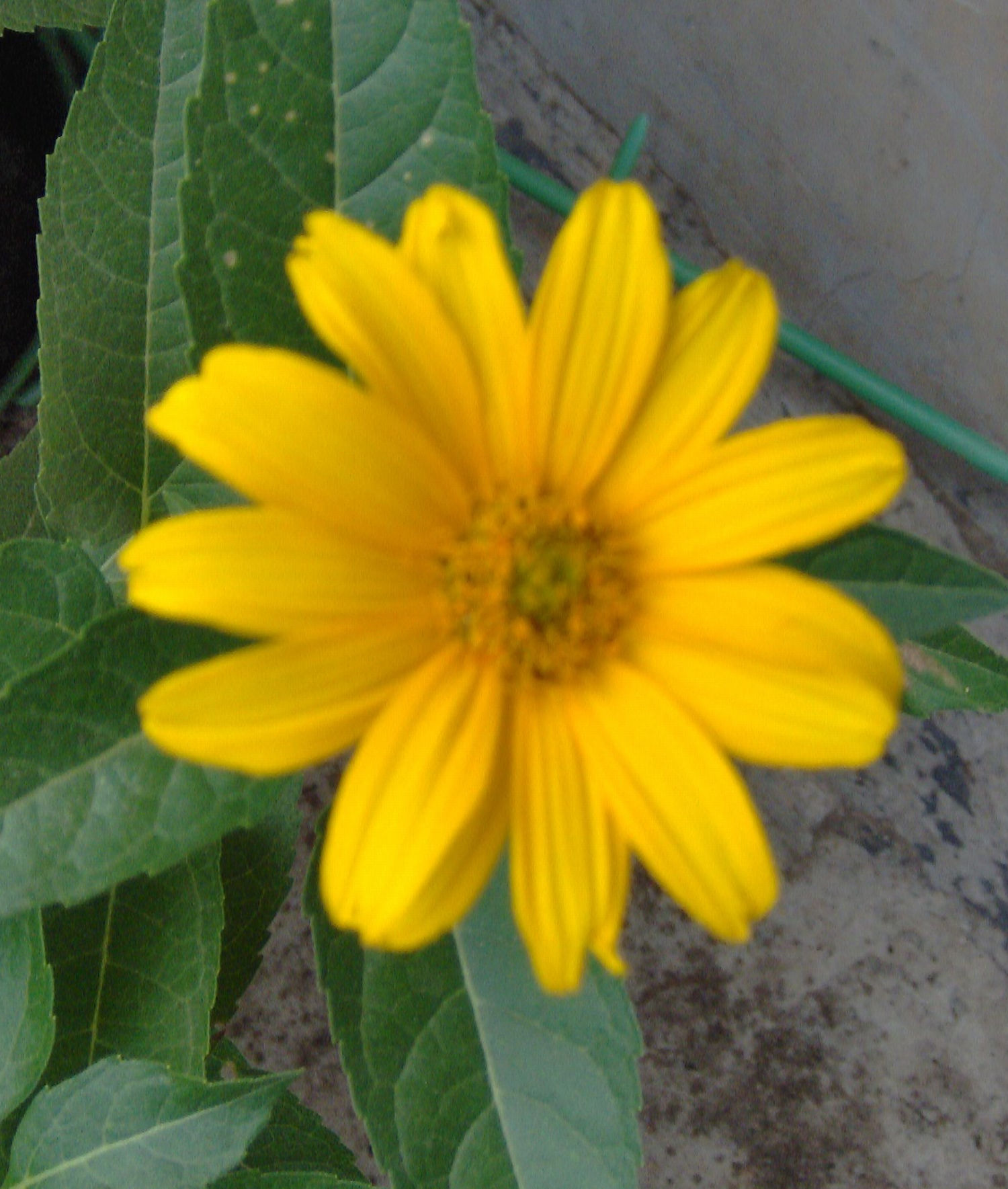 Fiore giallo 4.jpg, 146kB